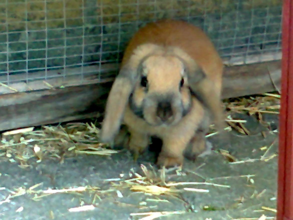 Kanin Molly billede 15