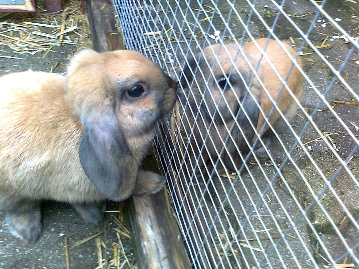 Kanin Molly - Molly og Stampe<3 billede 16