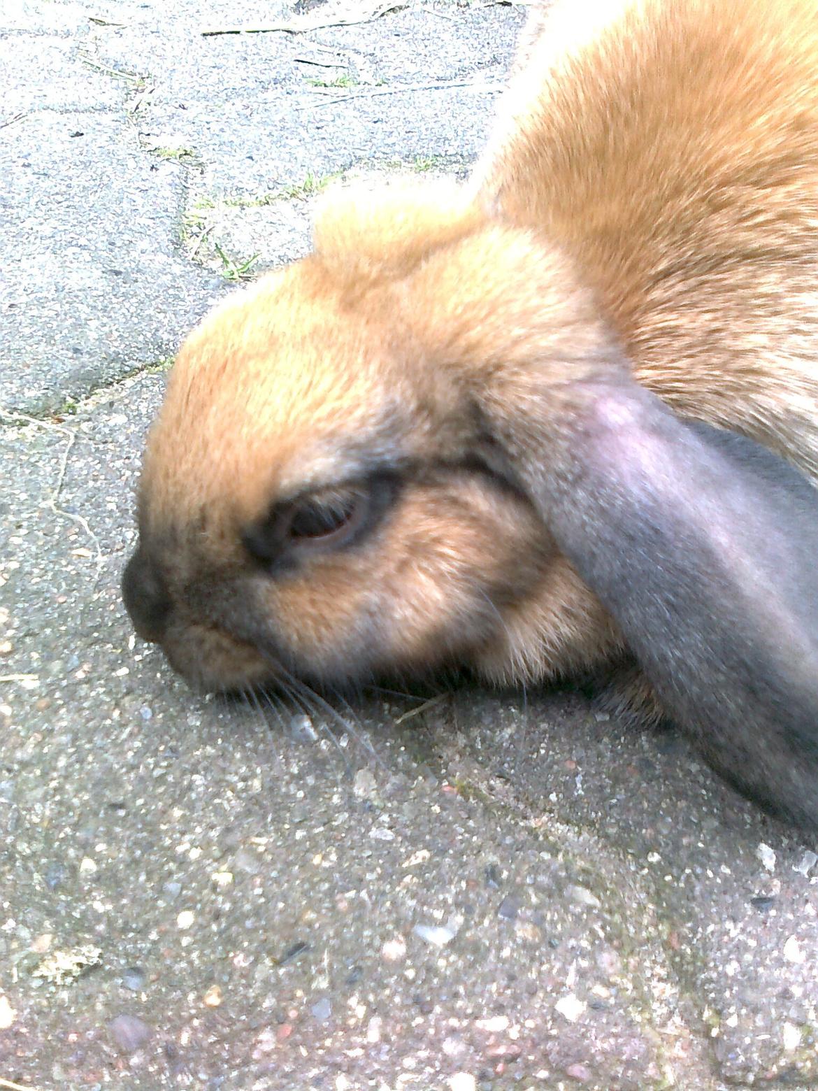 Kanin Molly - Sådan ligger hun altid når hun vil have nus <33 
 billede 4