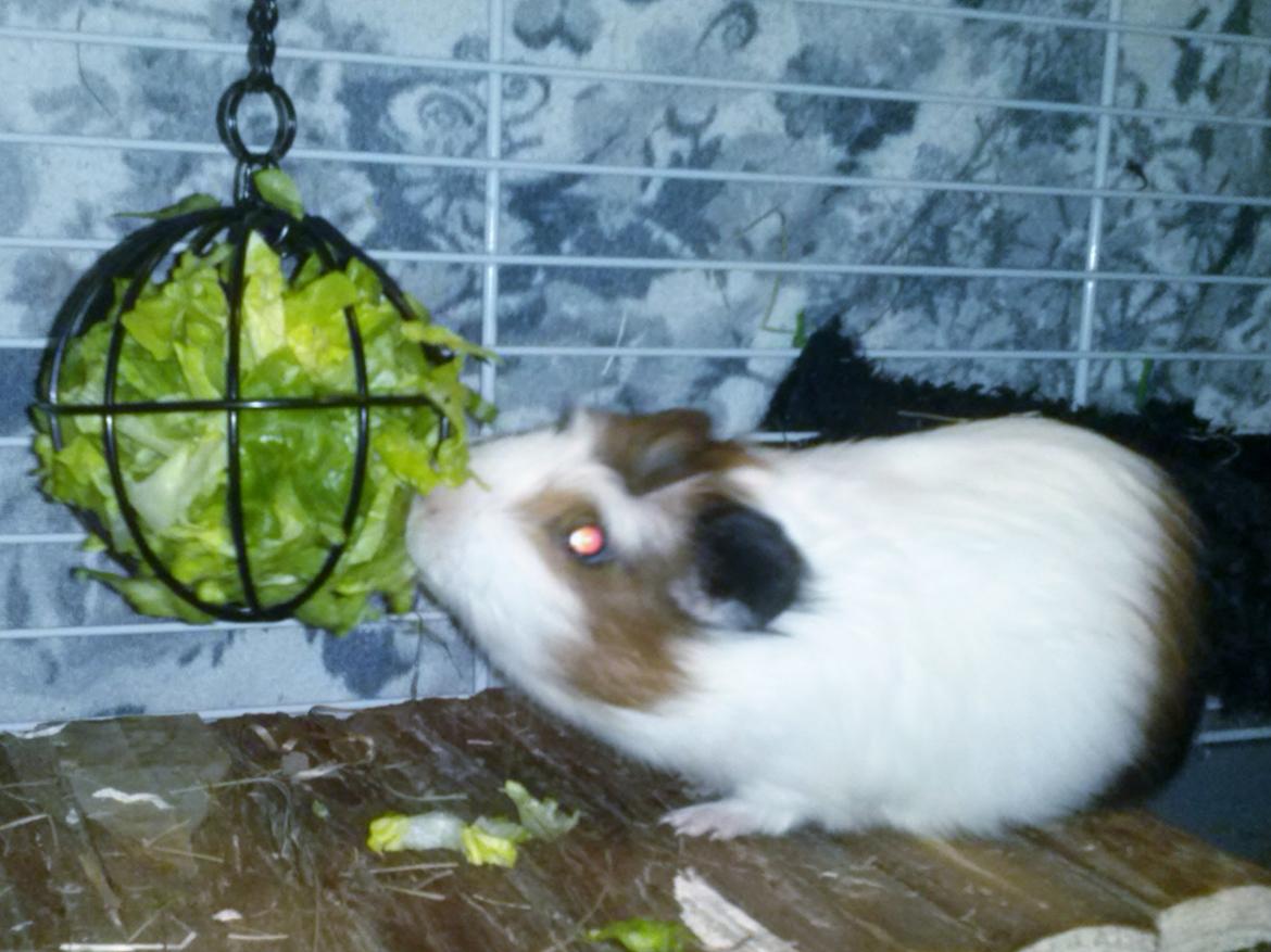 Marsvin Batman billede 9