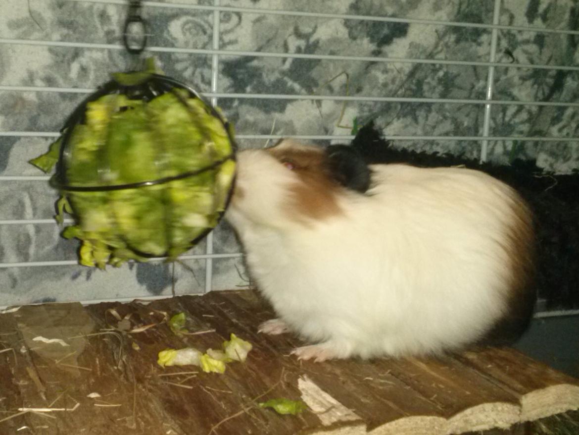 Marsvin Batman billede 10