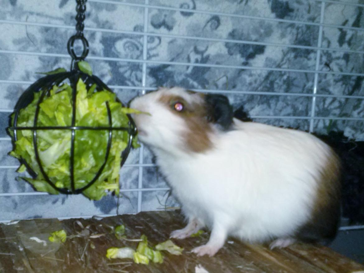 Marsvin Batman billede 11