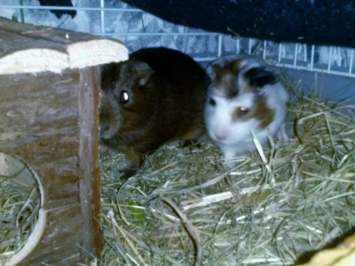 Marsvin Batman - Batman og han's nye ven Bob :-) billede 12