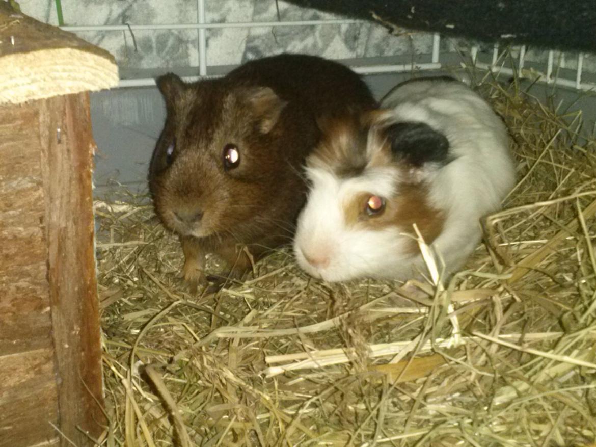 Marsvin Batman billede 13