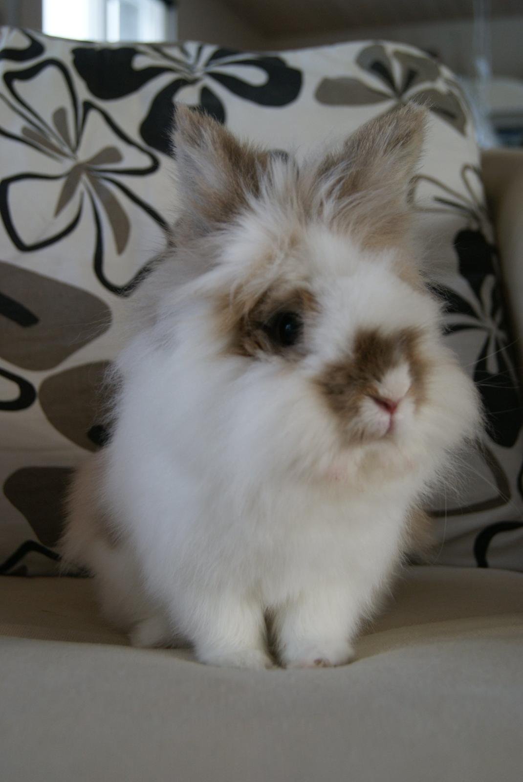 Kanin Maboha's Amilo billede 12