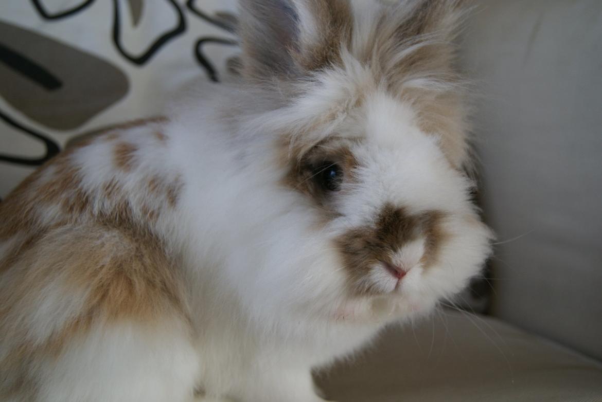 Kanin Maboha's Amilo billede 2