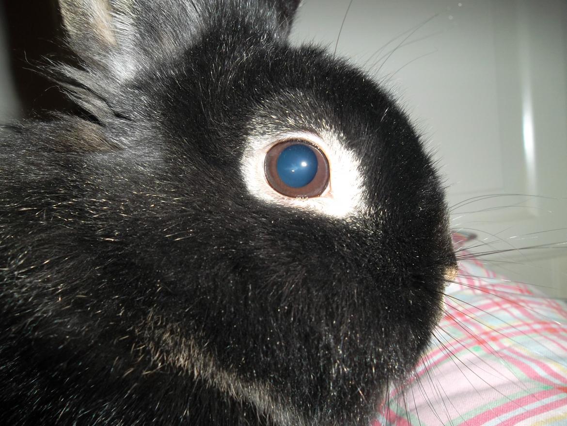 Kanin Snoobie *løvehoved-hermelin* *R.I.P.* billede 16