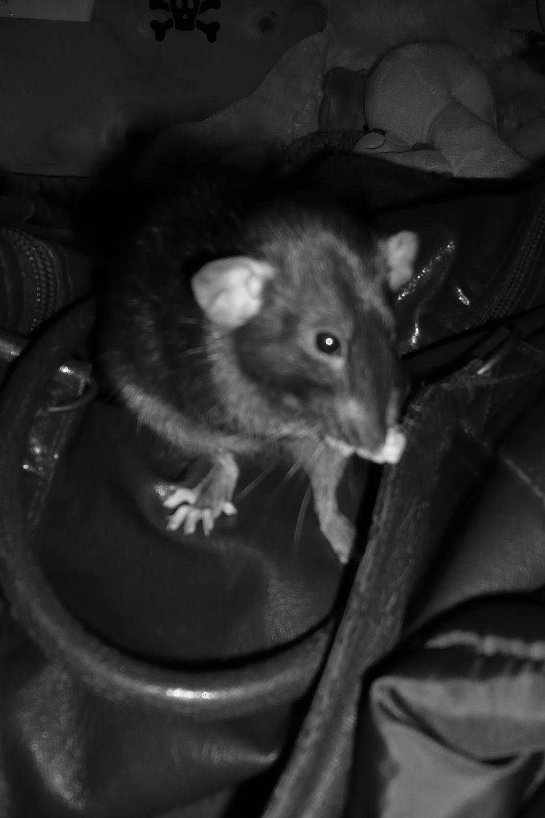 Tamrotte Blackie billede 1