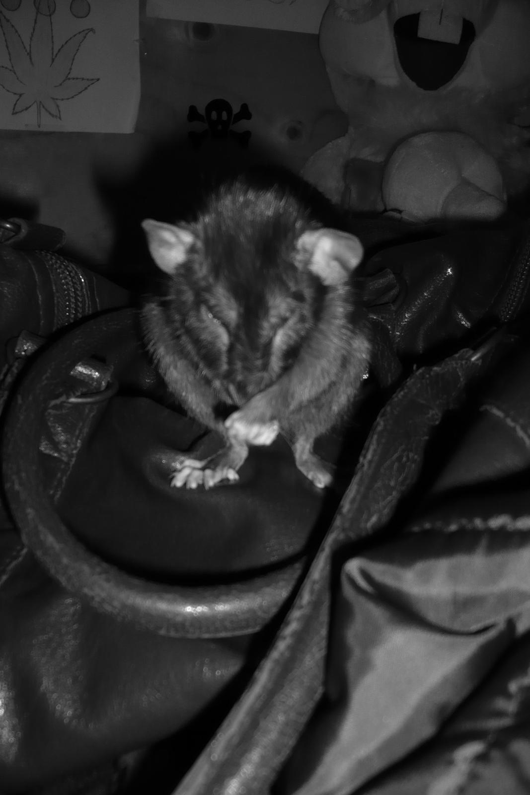 Tamrotte Blackie billede 2