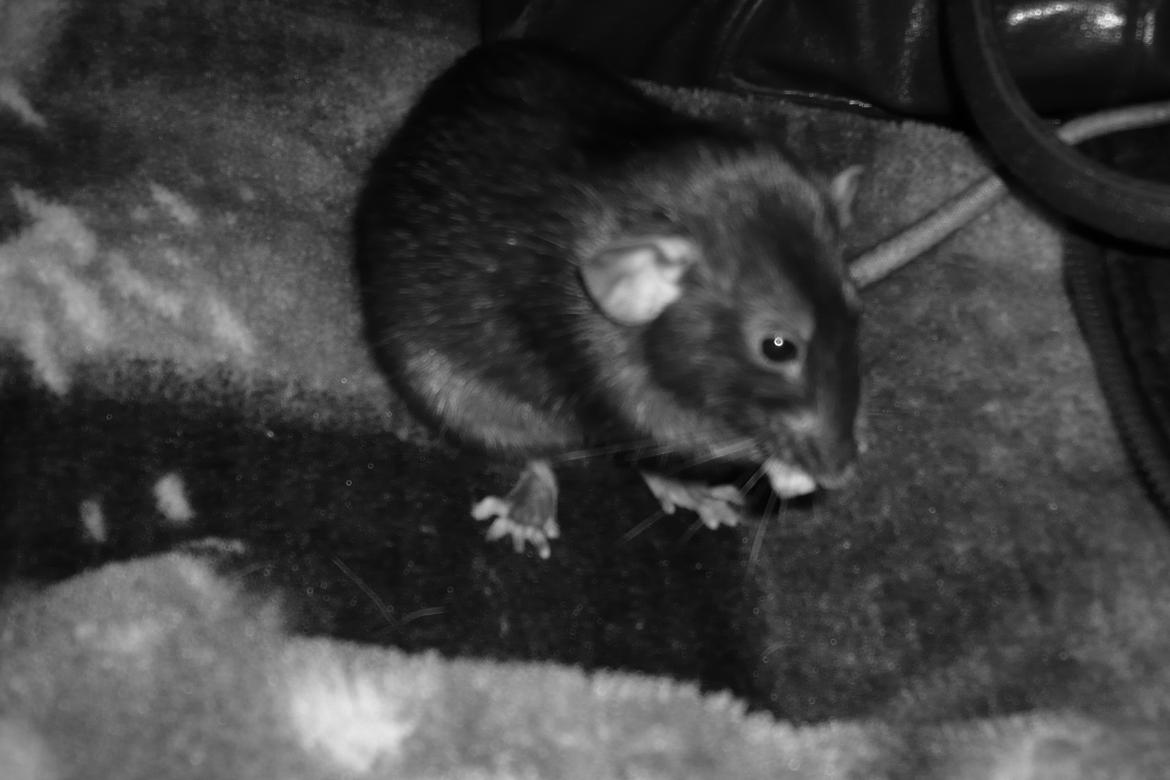 Tamrotte Blackie billede 3