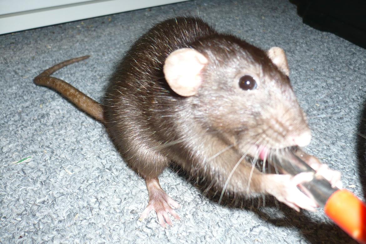 Tamrotte Blackie billede 4