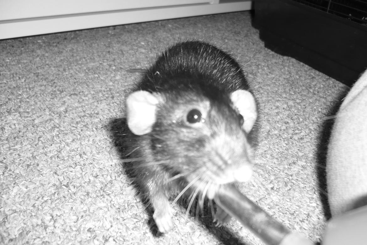 Tamrotte Blackie billede 5