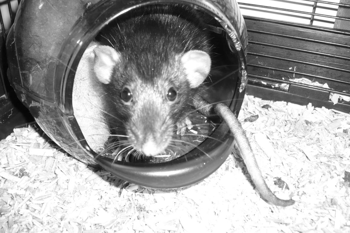 Tamrotte Blackie billede 6