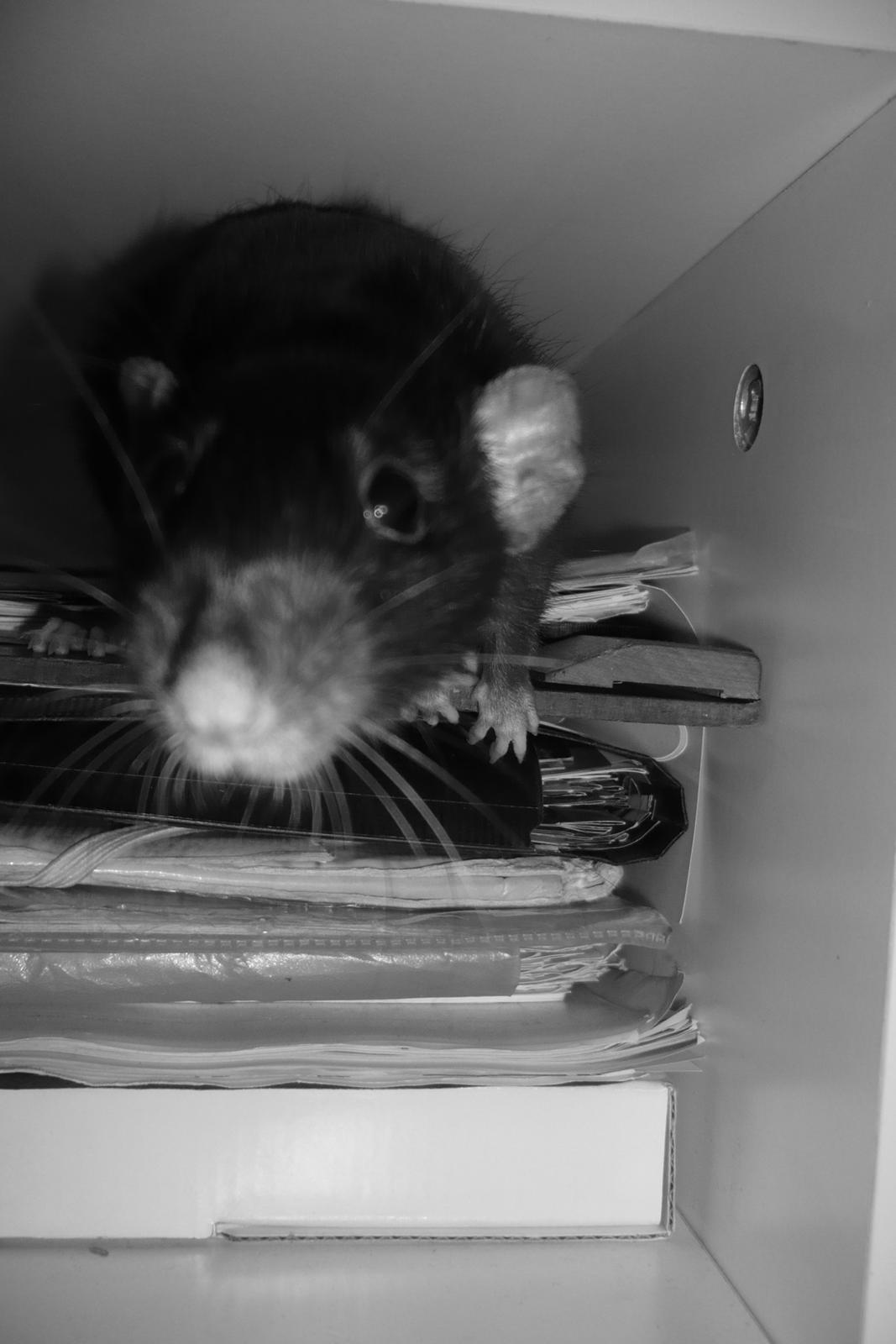 Tamrotte Blackie billede 7