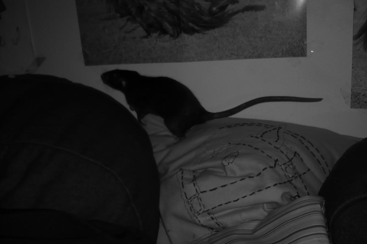 Tamrotte Blackie billede 8