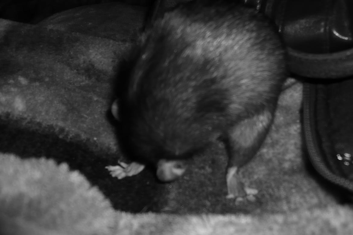 Tamrotte Blackie billede 9