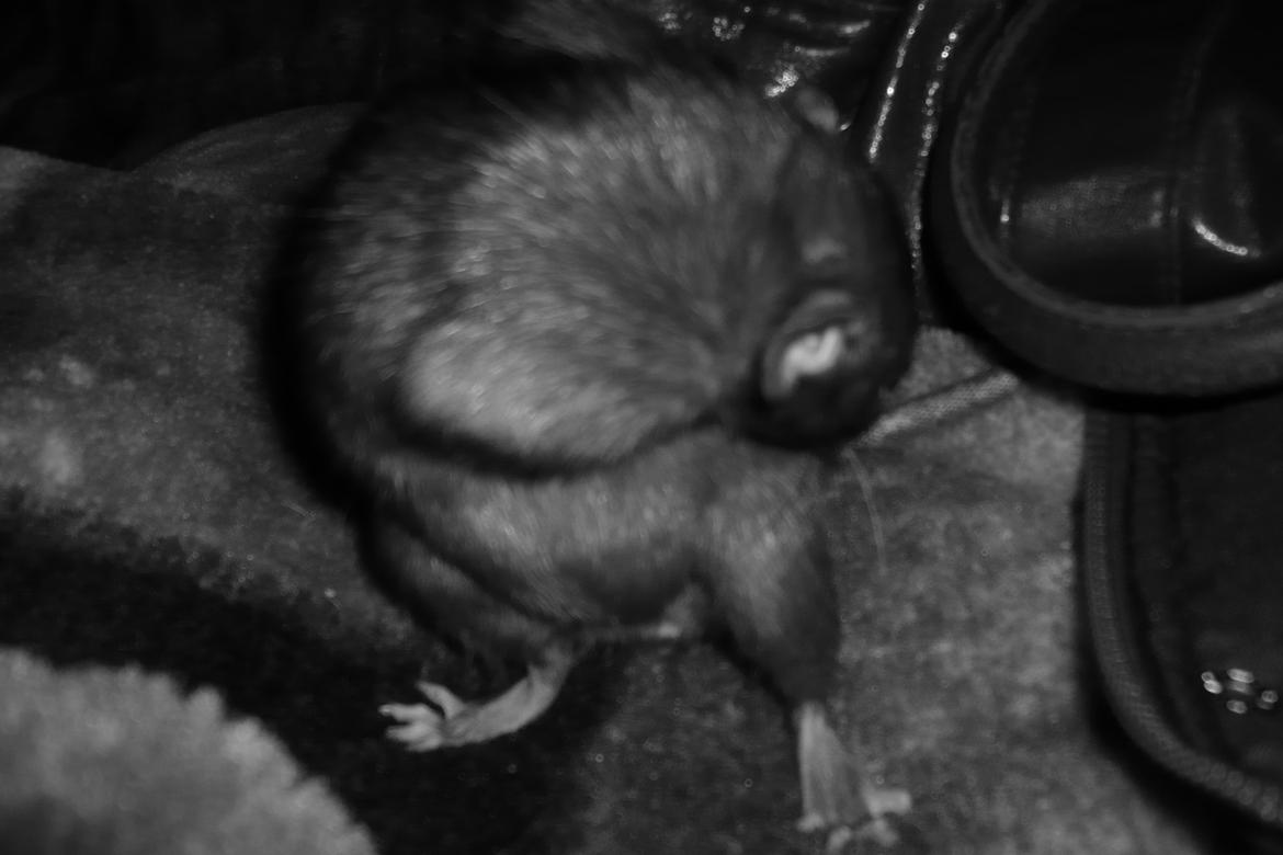 Tamrotte Blackie billede 10