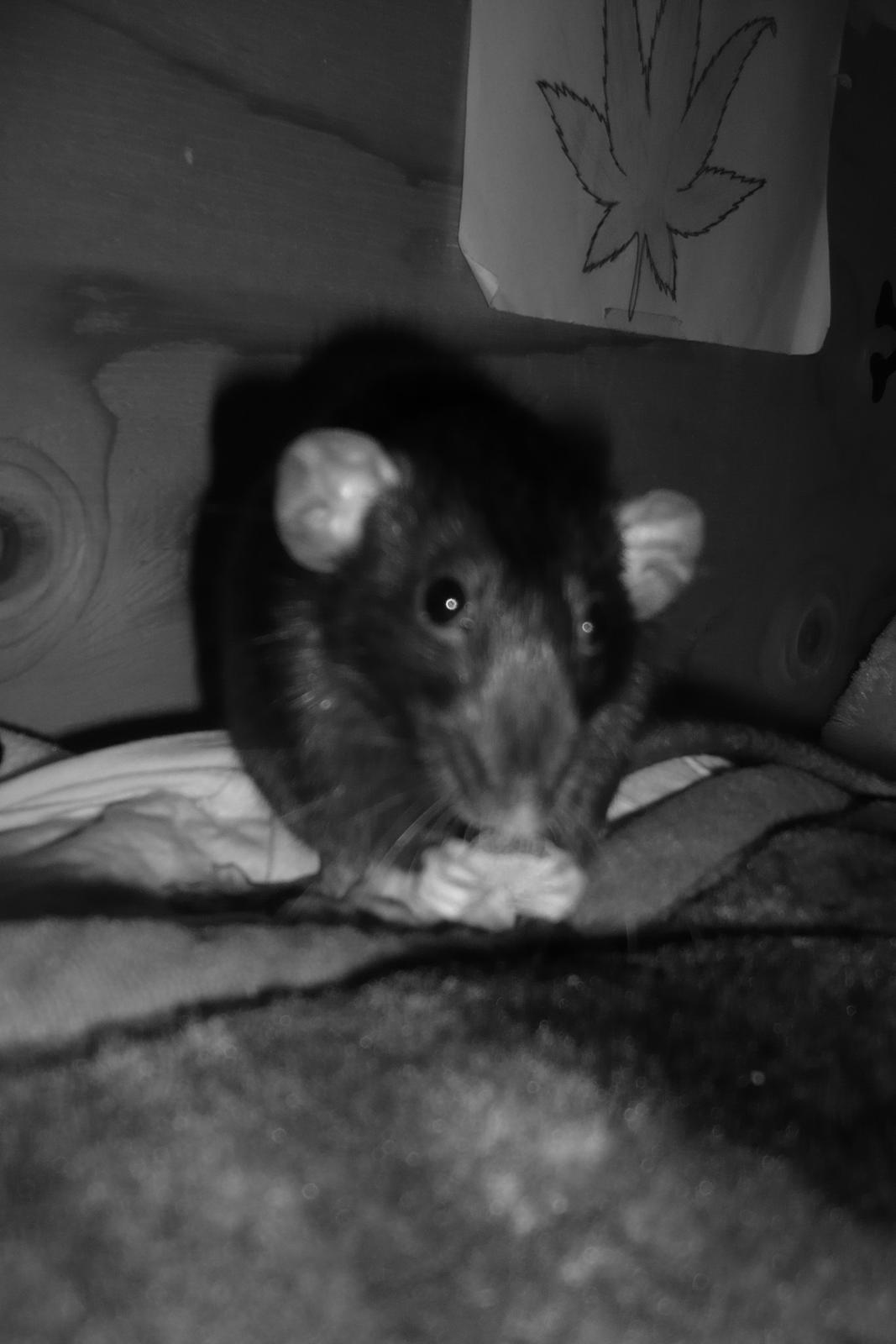 Tamrotte Blackie billede 11