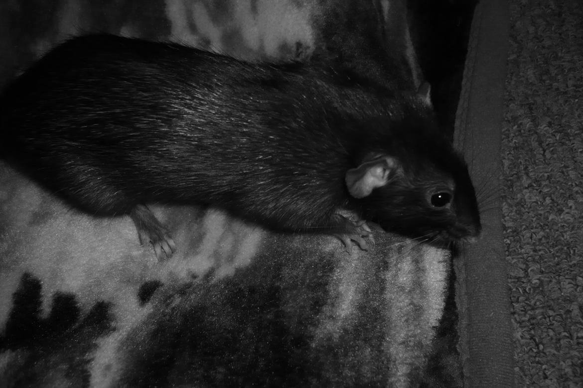 Tamrotte Blackie billede 12