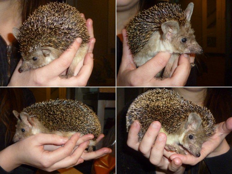 Pindsvin "Egyptisk langøret" | Nova billede 9