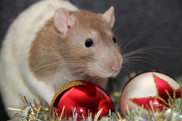 Tamrotte MyPets Leo billede 1