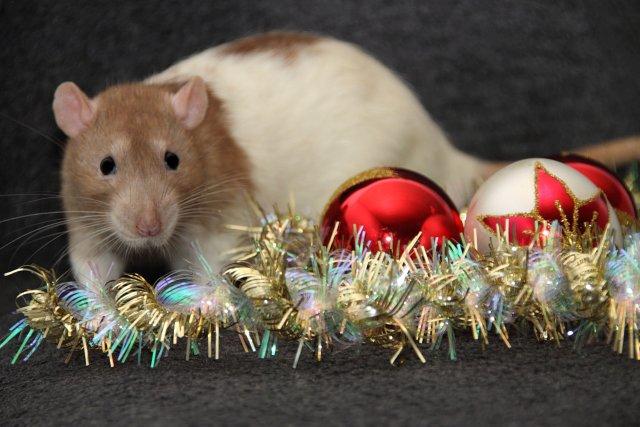 Tamrotte MyPets Leo billede 2