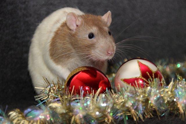 Tamrotte MyPets Leo billede 3