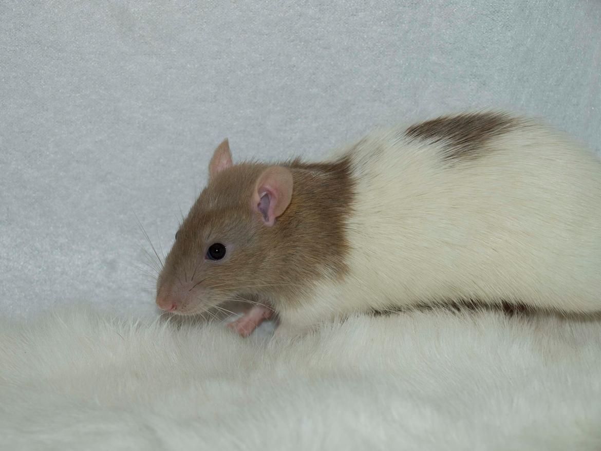 Tamrotte MyPets Leo billede 4