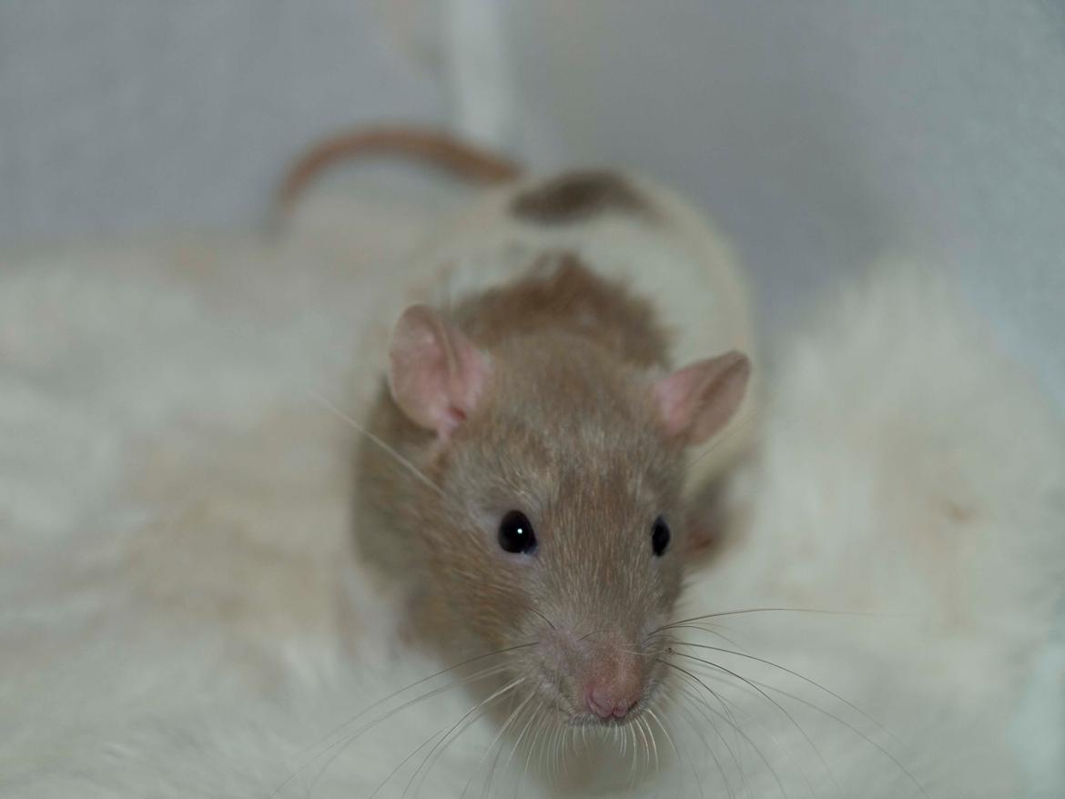 Tamrotte MyPets Leo billede 5