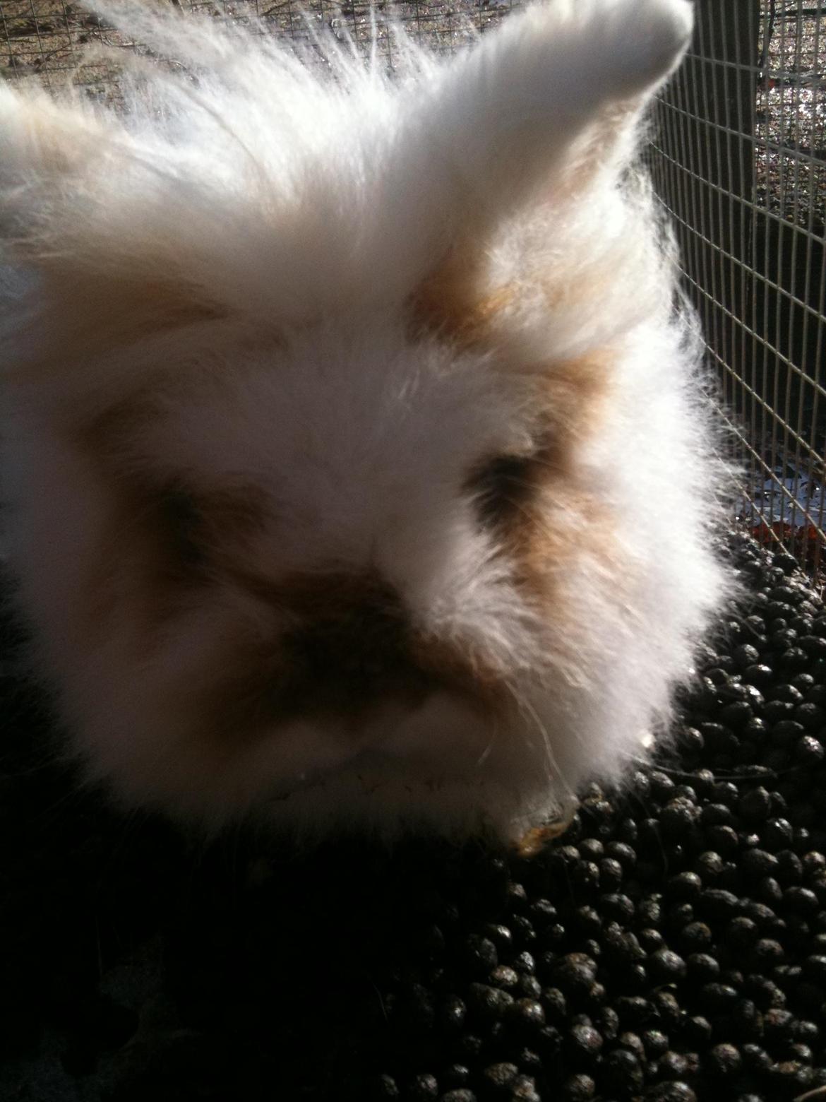 Kanin Nullerbullerbob (Angora) billede 12