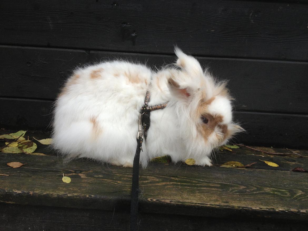 Kanin Nullerbullerbob (Angora) - På tur i baghaven <3 billede 13