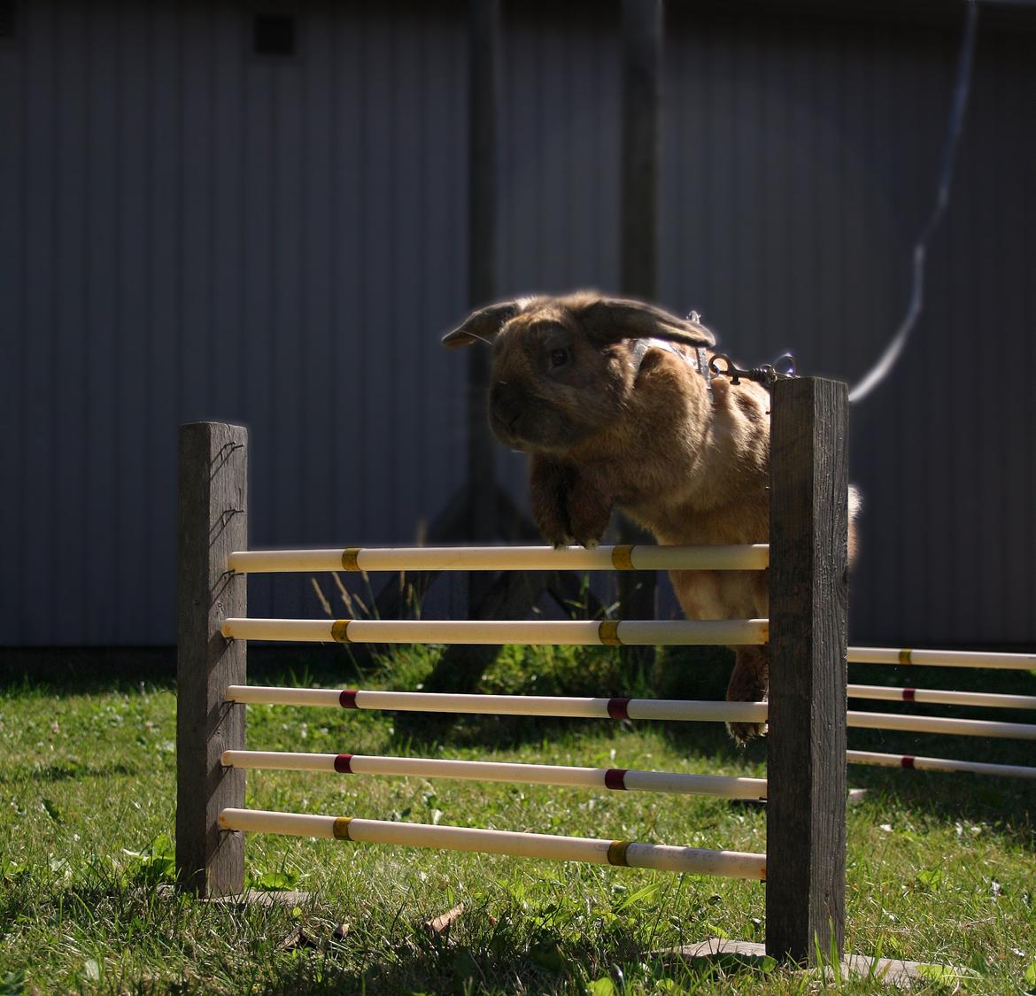 Kanin Nimbus - spring ca 40 cm. billede 4