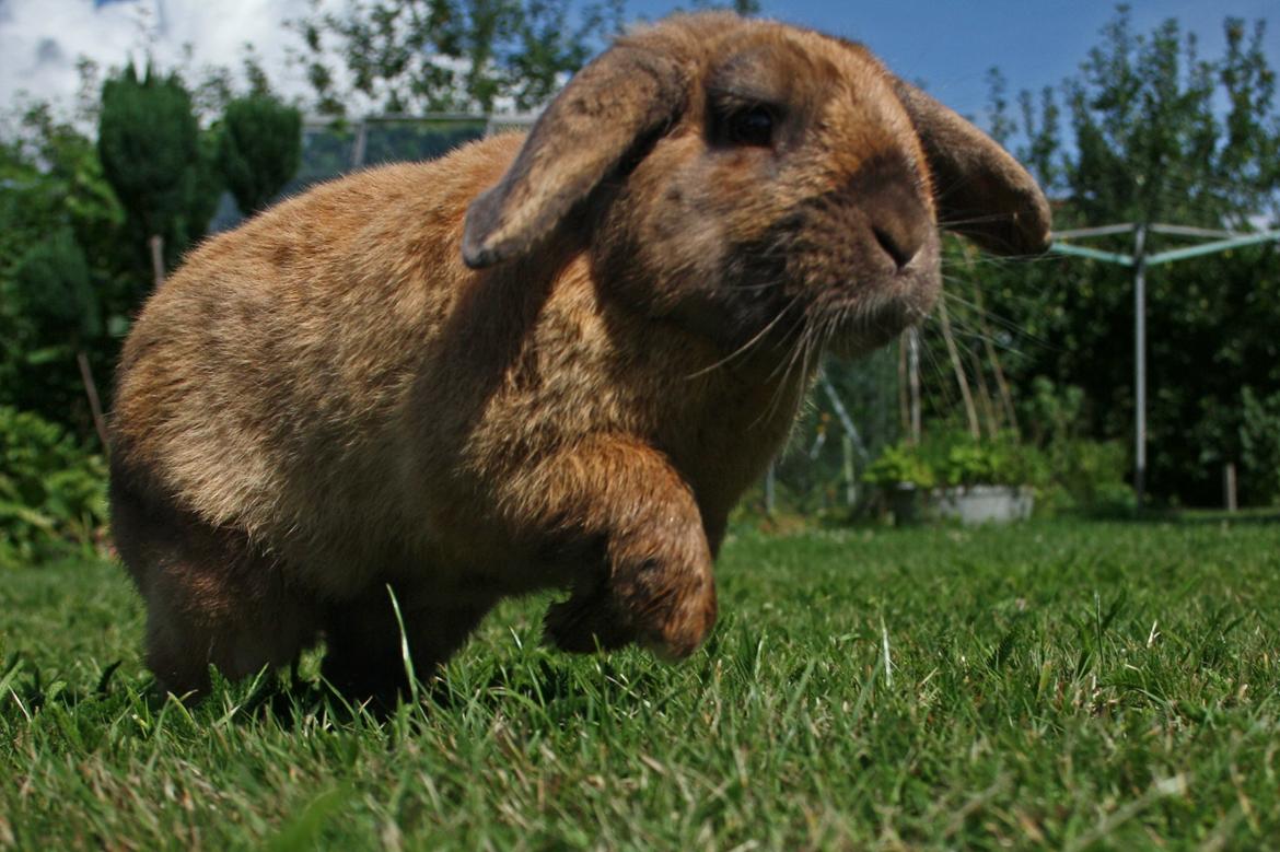 Kanin Nimbus - fuld fart  billede 5