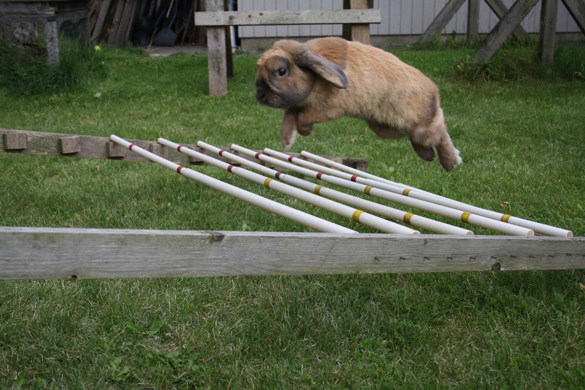 Kanin Nimbus - lengdte spring 1,2 meter billede 6