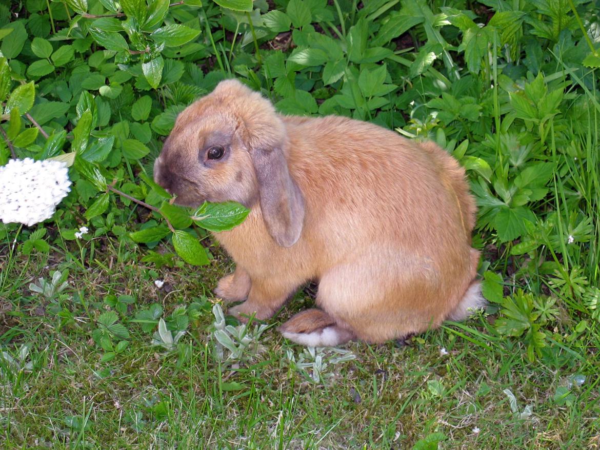 Kanin Nimbus - kan ikke forklares bare et billed af stor betydning billede 8