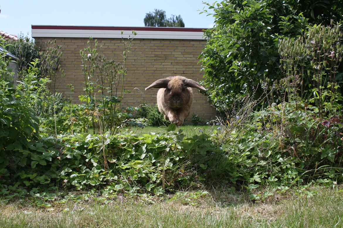 Kanin Nimbus - Du ville springe gennem ild og vand for at komme når jeg kaldte  billede 3