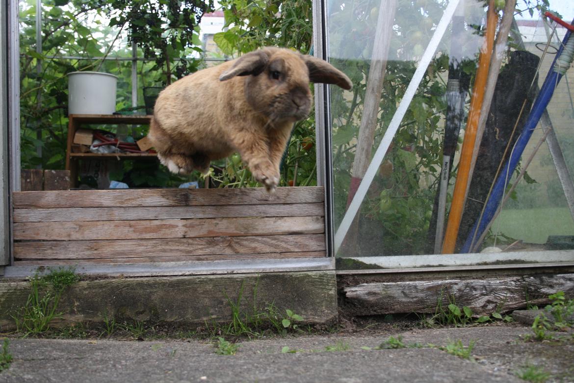 Kanin Nimbus - spring ud af drivhus. ca 70 cm da drivhuset er gravet en halv meter ned i jorden billede 9