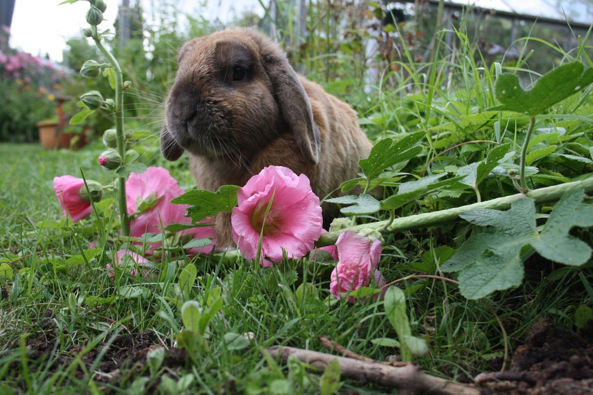 Kanin Nimbus - folk ser blomsten, men jeg ser et stykke af mit hjerte  billede 2