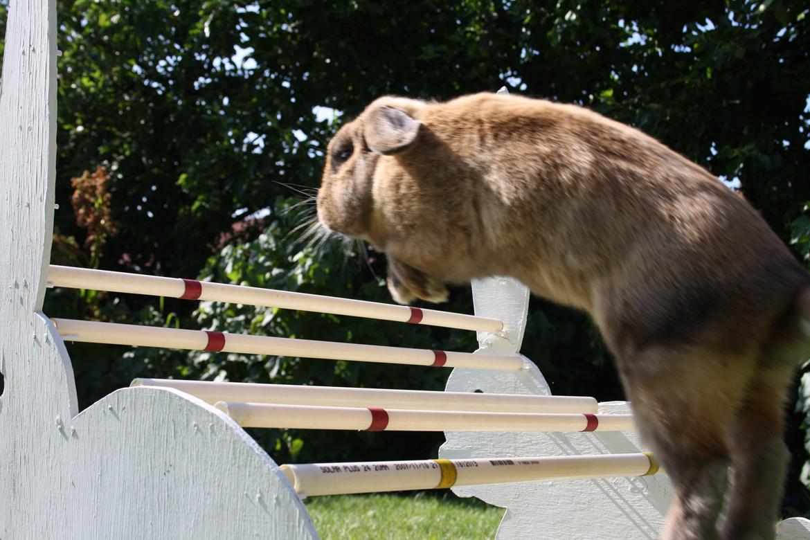 Kanin Nimbus - Hjemmelavet spring form som en kanin, her ca 40 cm. billede 7