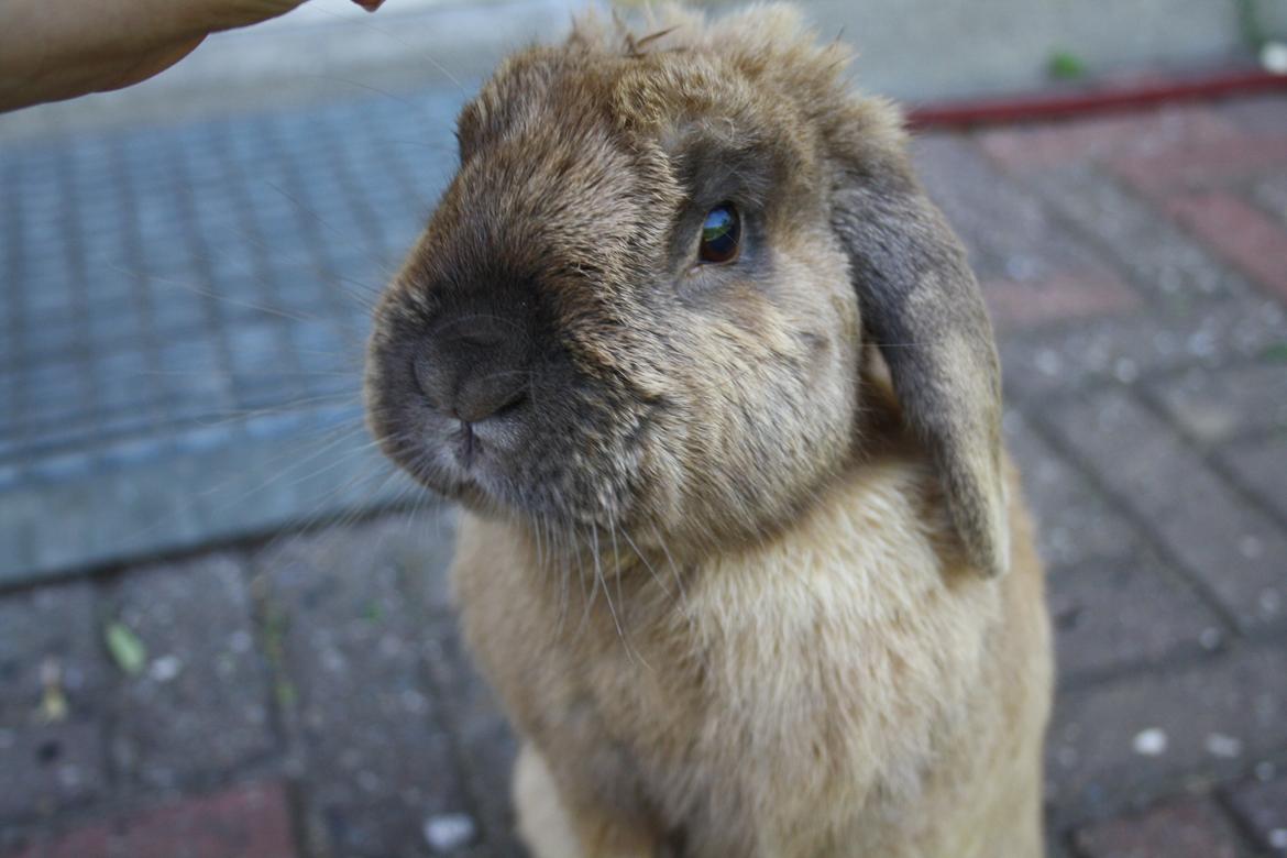 Kanin Nimbus - at stå og gå på bagben  billede 10
