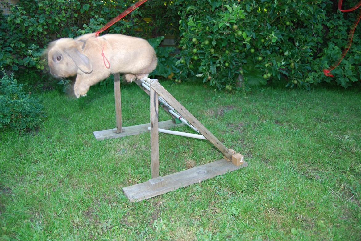 Kanin Nimbus - hjemmebygget skrå spring, ca 60 cm høj billede 11