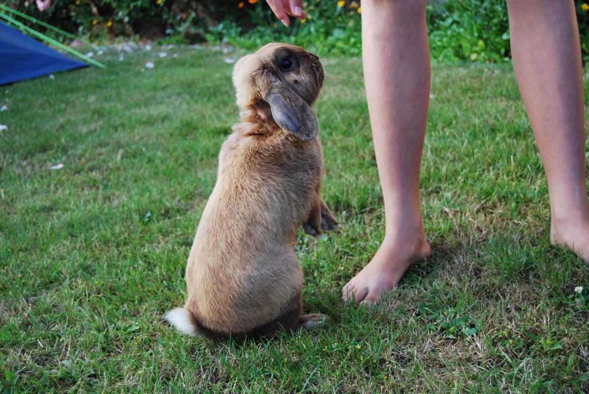 Kanin Nimbus - på bagben  billede 12