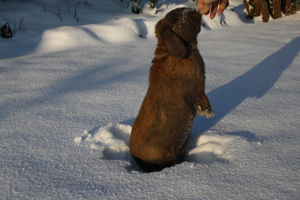 Kanin Nimbus - snee :D billede 13