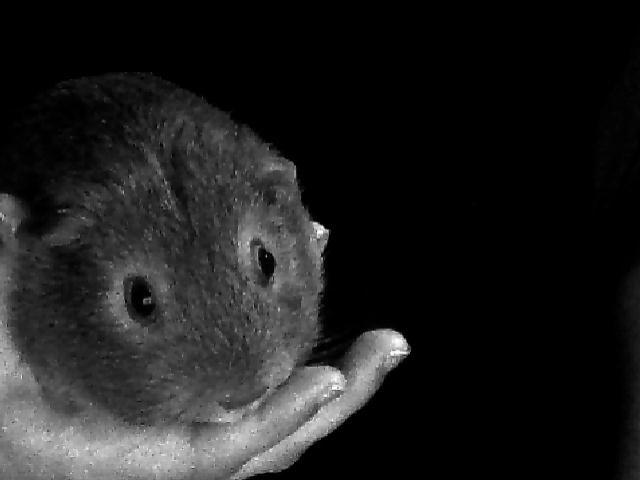 Marsvin Rapunzels Coco karamel billede 2