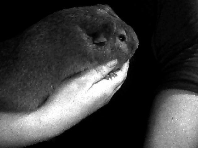 Marsvin Rapunzels Coco karamel billede 3