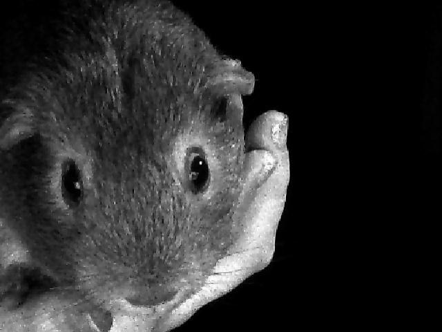 Marsvin Rapunzels Coco karamel billede 4