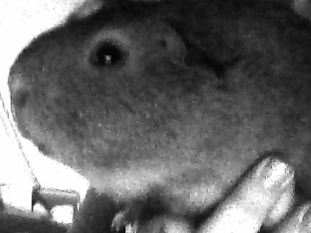 Marsvin Rapunzels Coco karamel billede 8