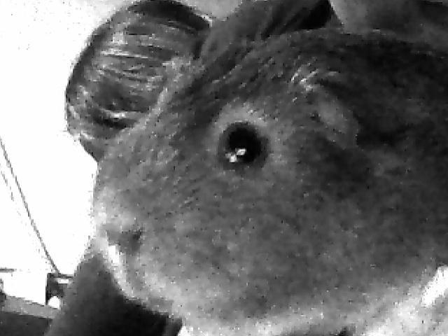 Marsvin Rapunzels Coco karamel billede 9