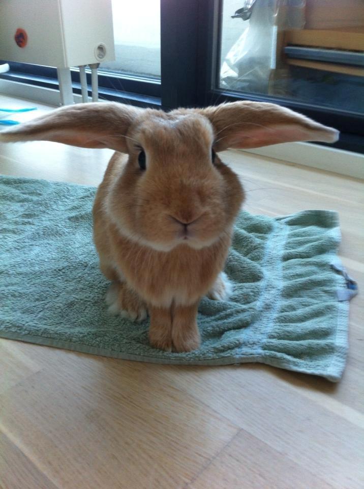 Kanin Nuser<3 billede 1