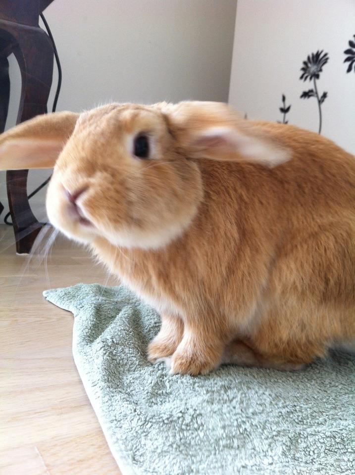 Kanin Nuser<3 billede 2